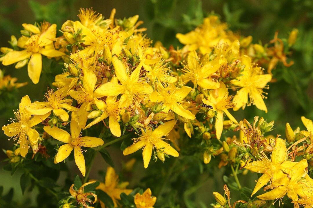 St. John's wort for power