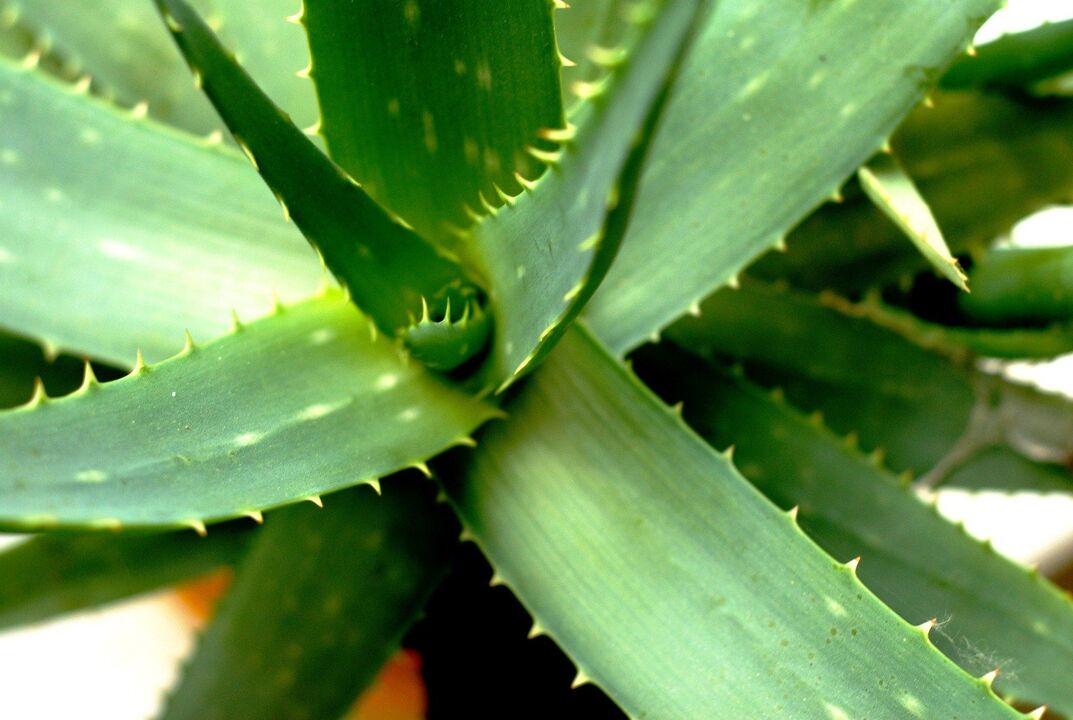 aloe for male power