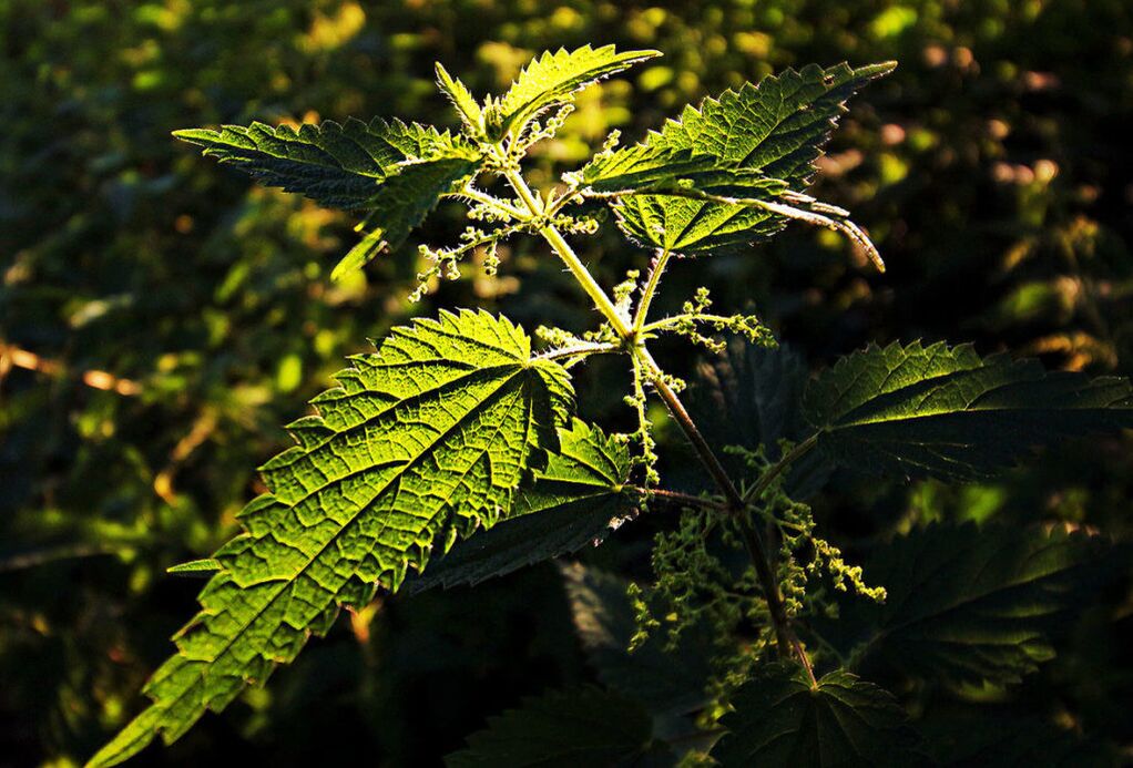 Nettles to increase power